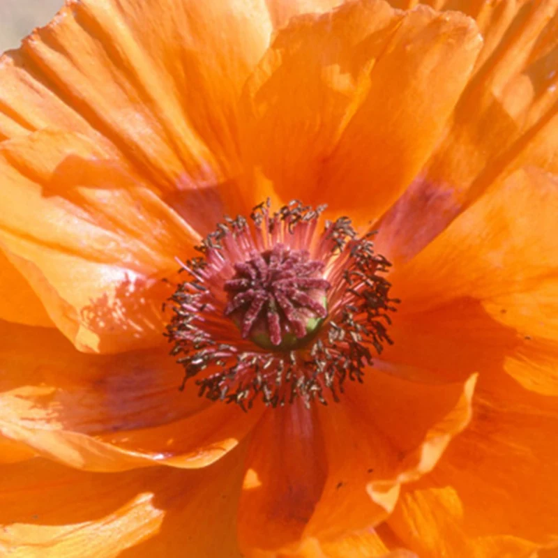 Orientalischer Mohn Harvest Moon
