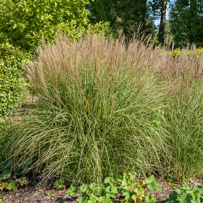 Eulalie Kleine Silberspinne Chinaschilf