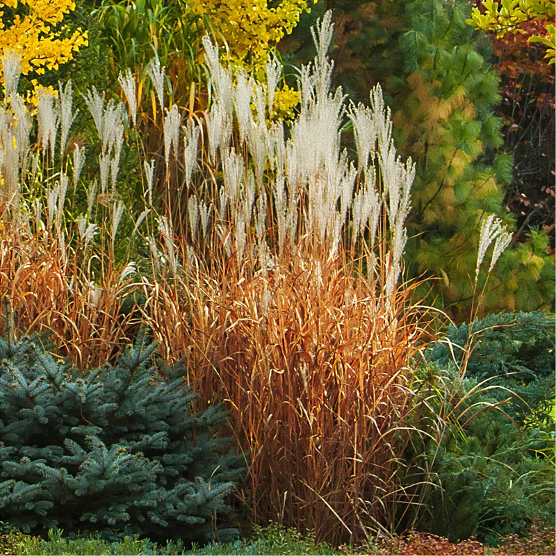 Chinaschilf 'Purpurascens'