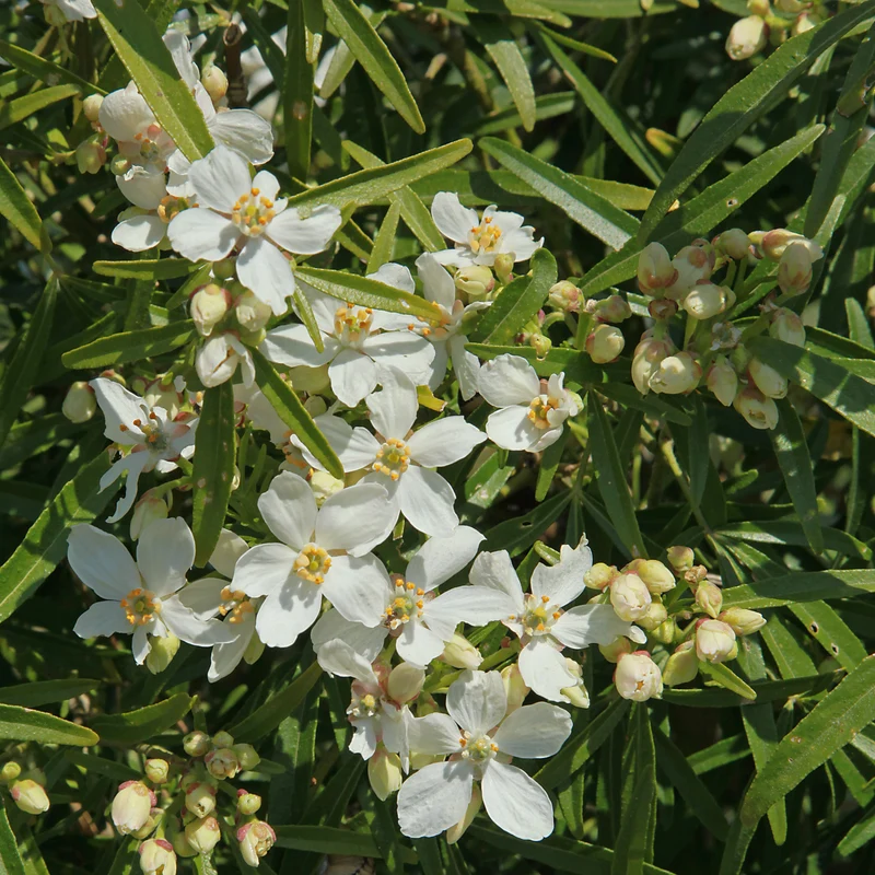 Orangenblume White Dazzler ®