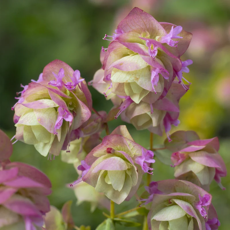 Hopfendost Kent Beauty