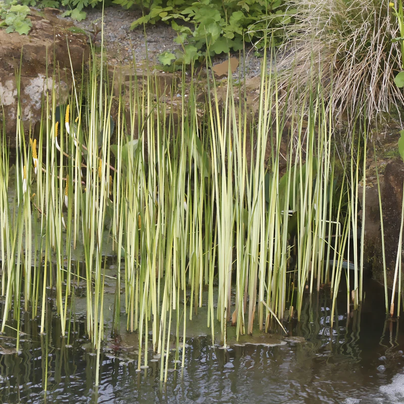 Chaisier-Binse Albescens