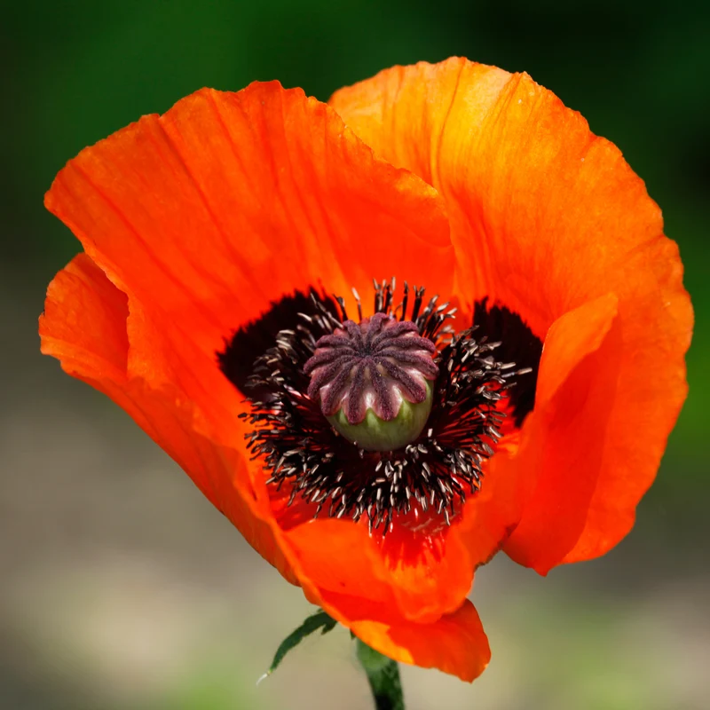 Orientalischer Mohn 'Brillant'
