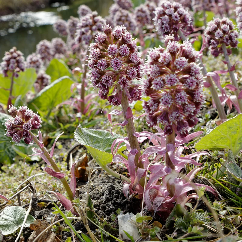 Große Pestwurz