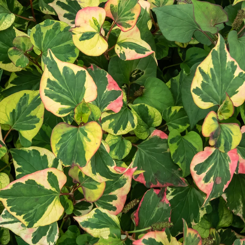 Bunter Eidechsenschwanz 'Chameleon'