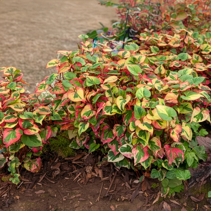 Bunter Eidechsenschwanz 'Chameleon'