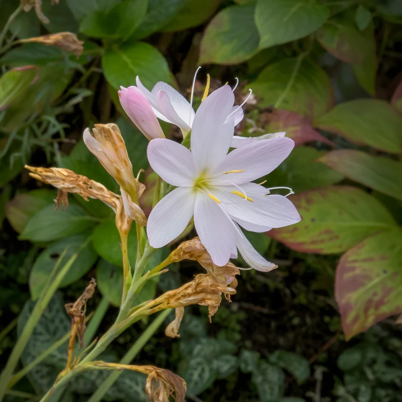 Kaffernlilie weiß (Schizostylis)