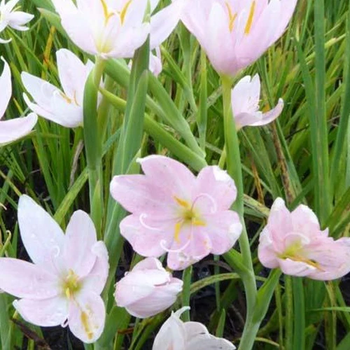 Kaffernlilie weiß (Schizostylis)