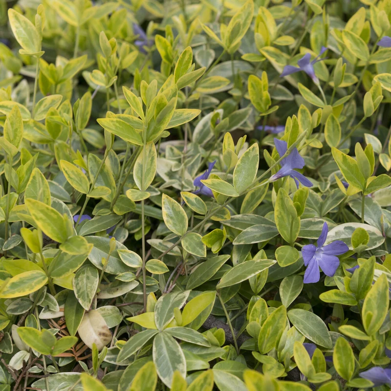 Kleinblättriges Immergrün 'Aureovariegata'