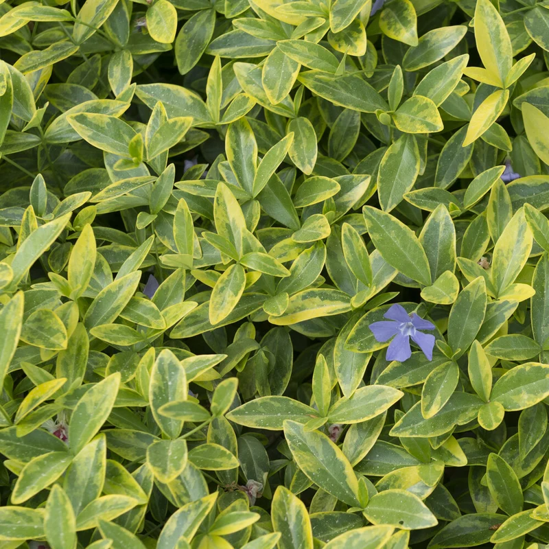 Kleinblättriges Immergrün 'Aureovariegata'