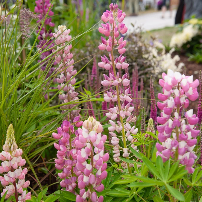 Lupine 'Gallery Pink'