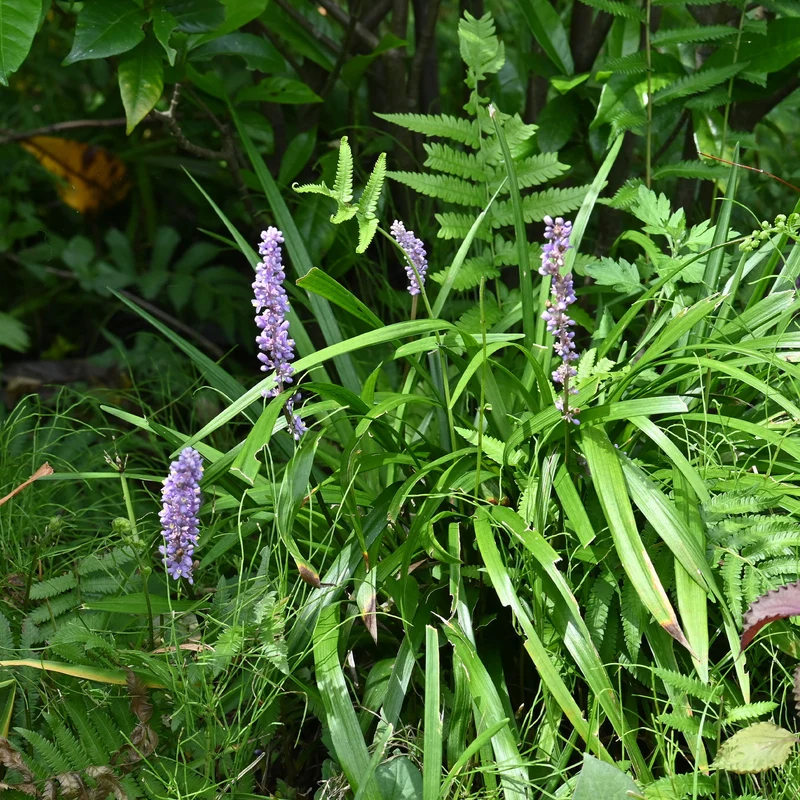 Liriope muscari Big Blue
