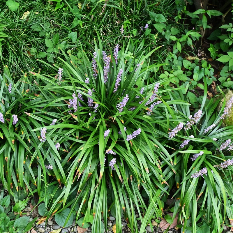 Liriope muscari Big Blue
