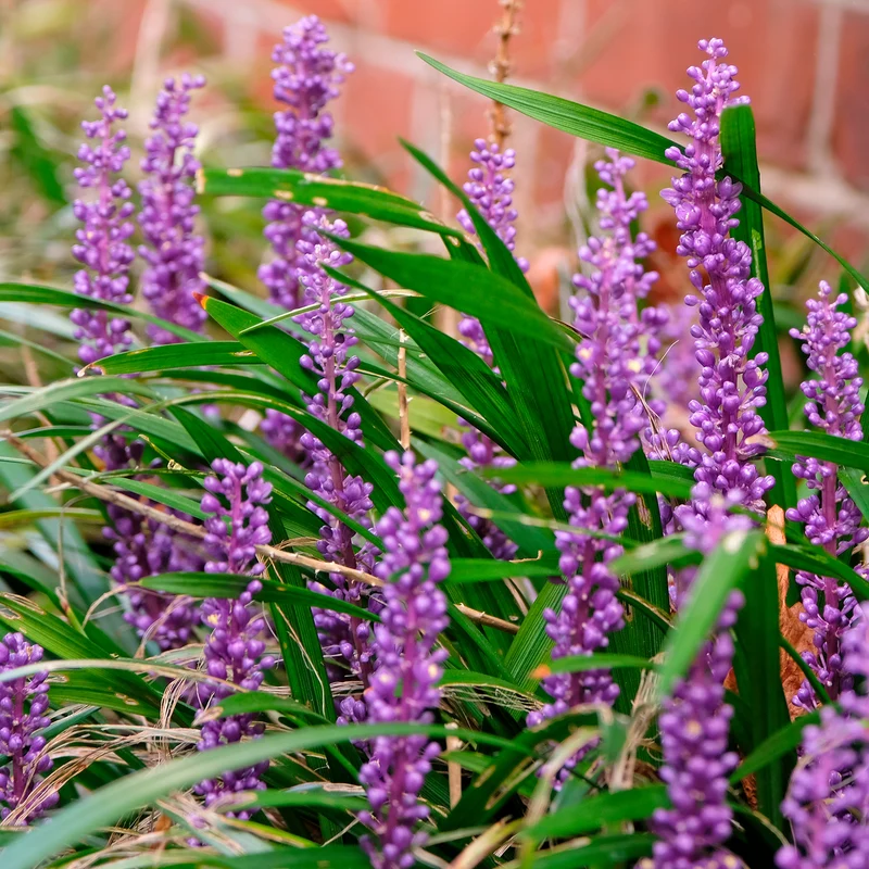 Liriope muscari Big Blue