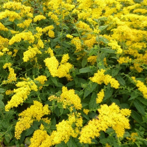 Solidago rugosa Raue Goldruten