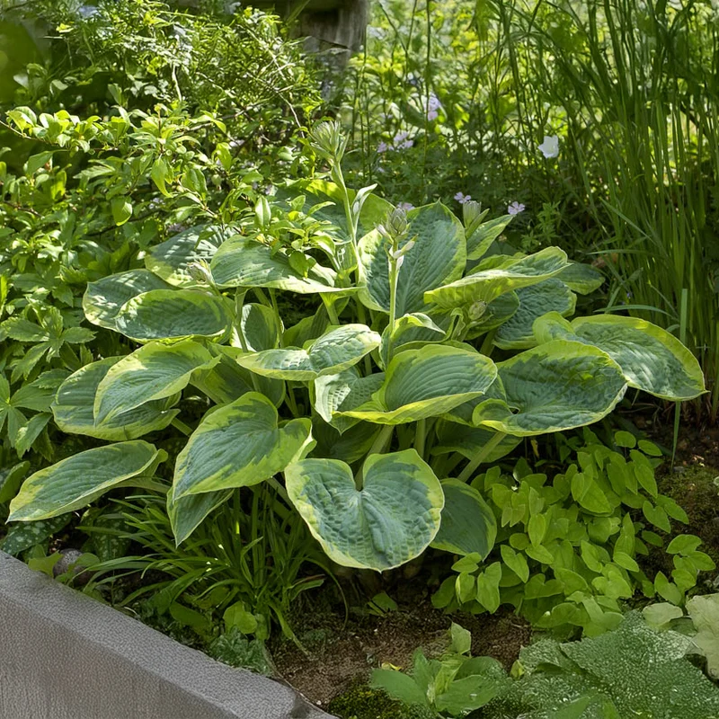 Hosta Frances Williams mit gelbem Rand