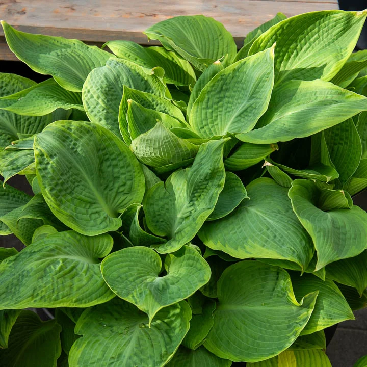 Hosta Frances Williams mit gelbem Rand