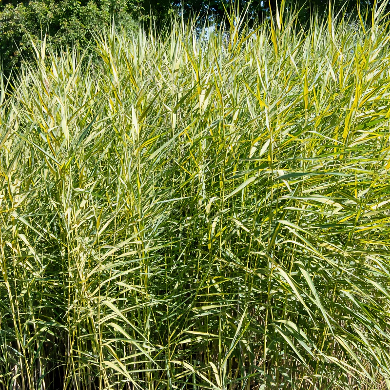 Gelbbuntes Schilf