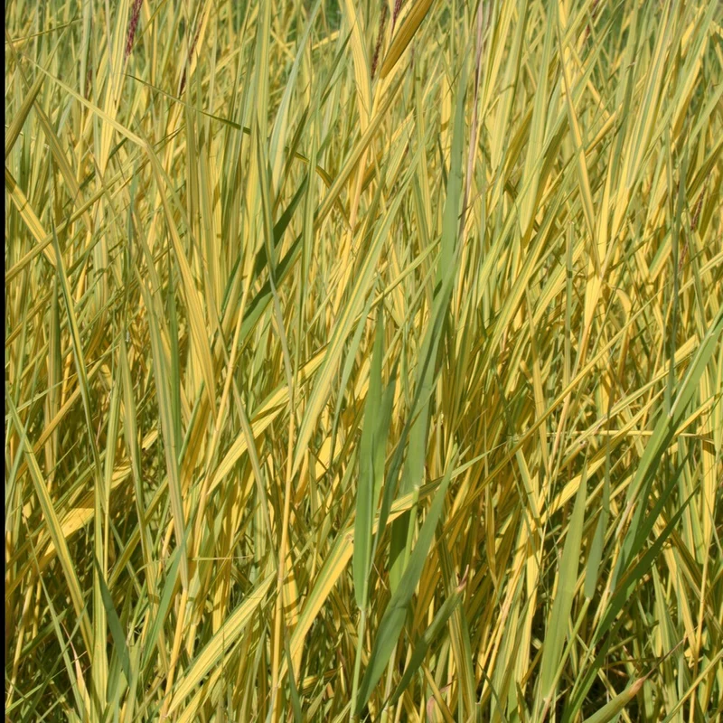 Gelbbuntes Schilf
