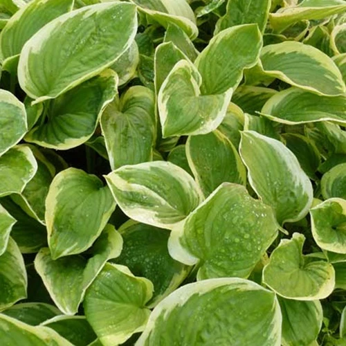 Hosta Diana Remembered Funkia