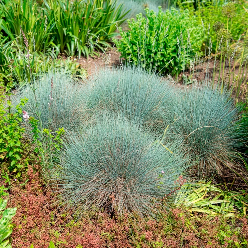 Blau-Schwingel 'Elijah Blue'