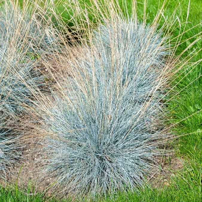 Blau-Schwingel 'Elijah Blue'