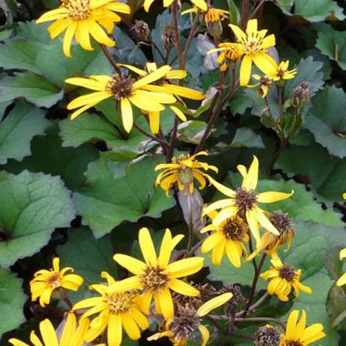 Ligularie 'Desdemona'