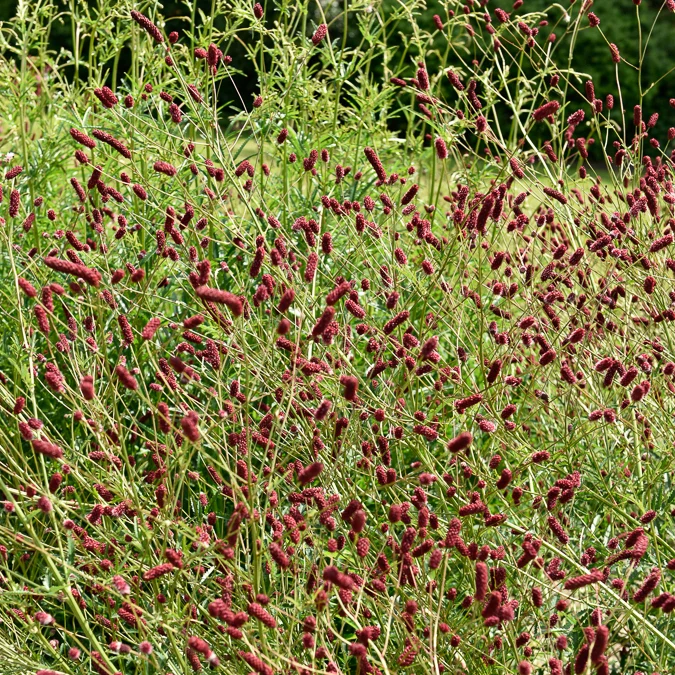 Großer Wiesenknopf