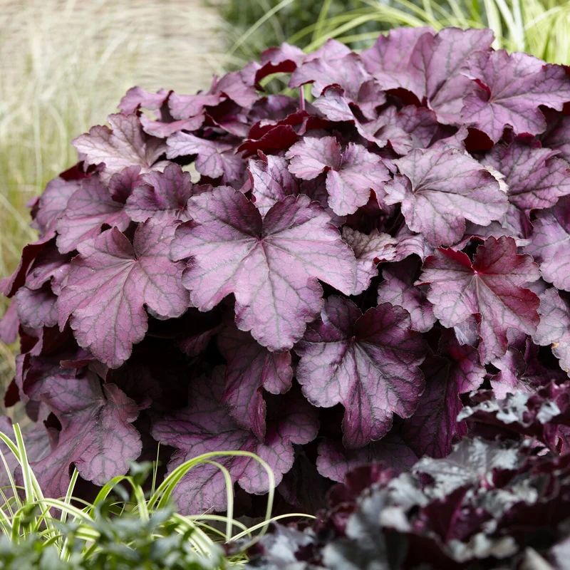 Heuchera Wild Rose