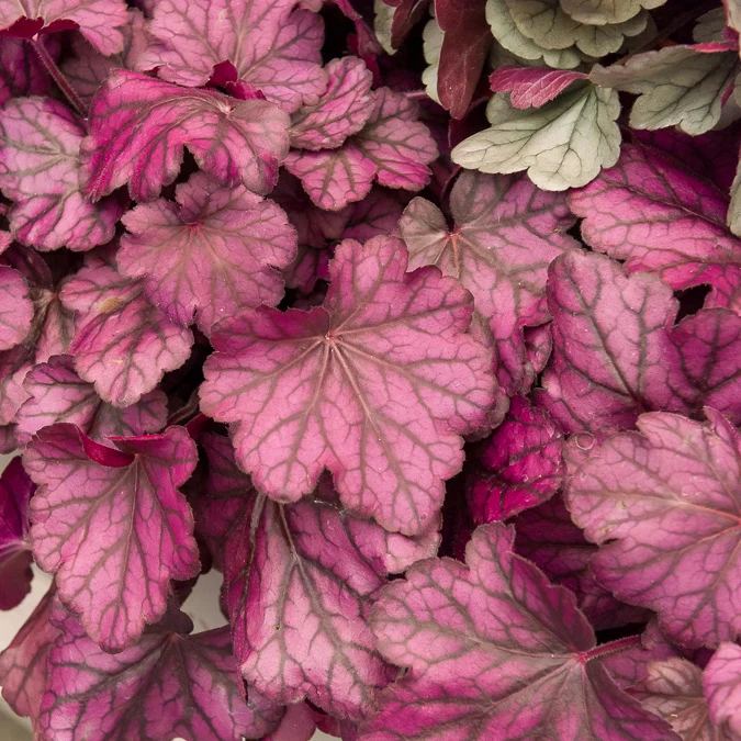 Heuchera Wild Rose