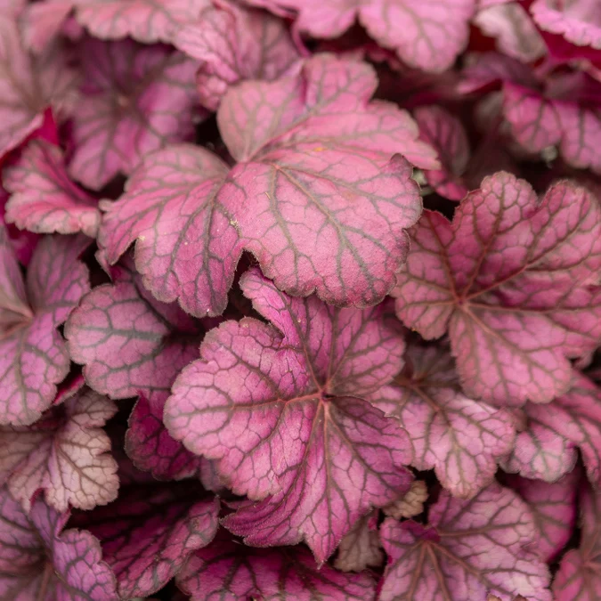 Heuchera Wild Rose