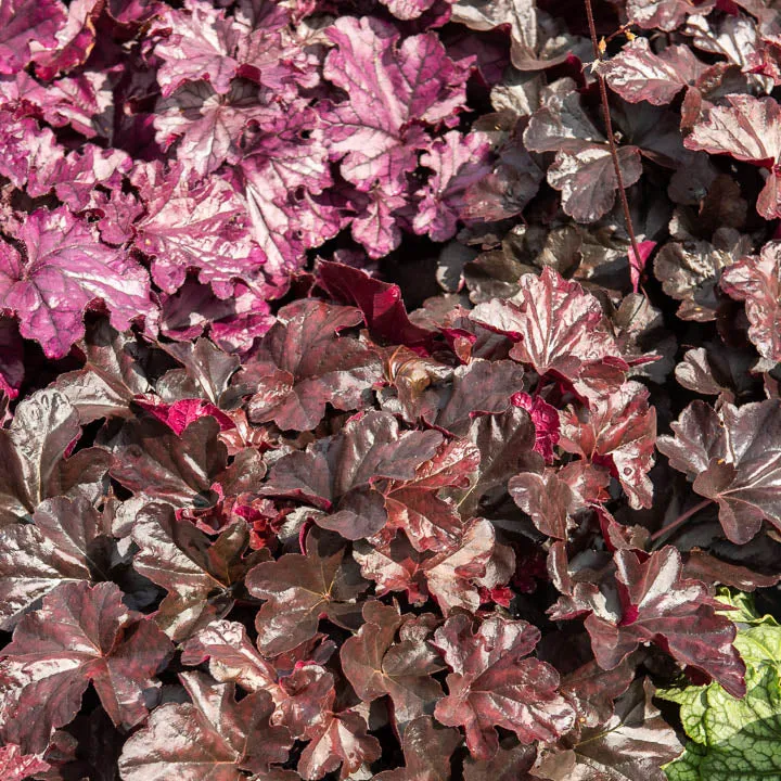 Heuchera Obsidian