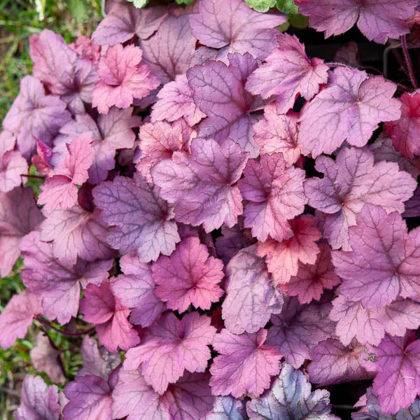 Heuchera Georgia Plum