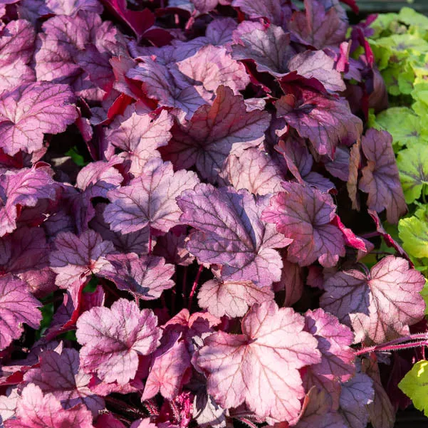 Heuchera Georgia Plum