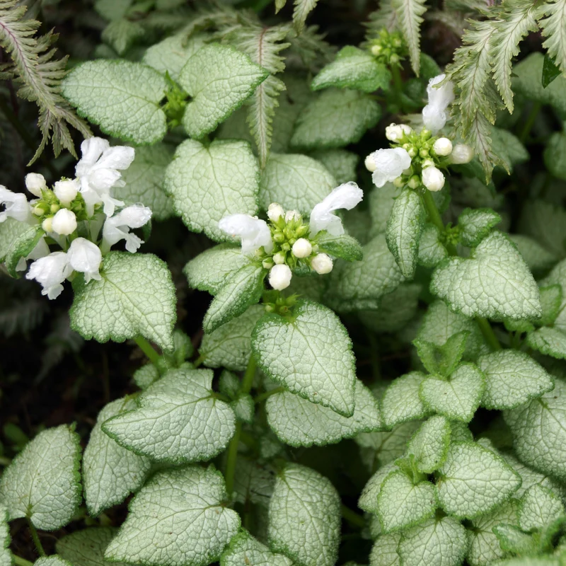 Gefleckte Taubnessel ‘White Nancy’