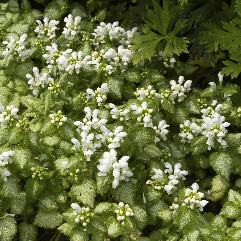 Gefleckte Taubnessel ‘White Nancy’