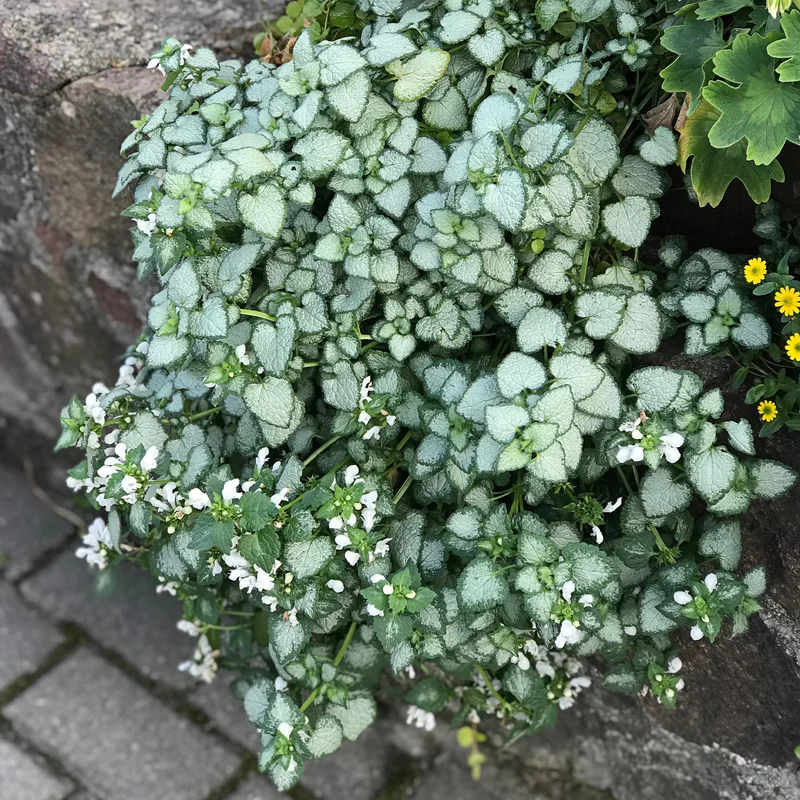 Gefleckte Taubnessel ‘White Nancy’