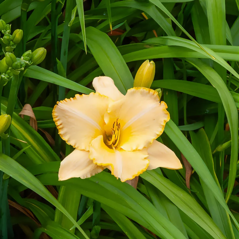 Hemerocallis Serena Sunburst Eintagslilie