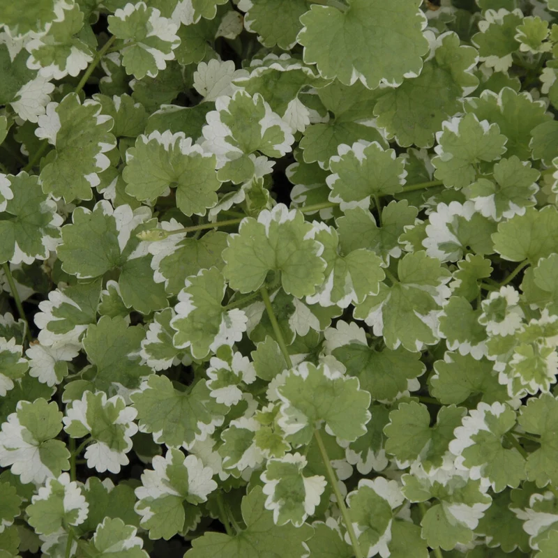Gundermann 'Variegata'