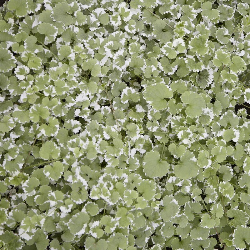 Gundermann 'Variegata'