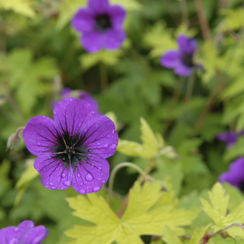 Geranium Ann Folkard