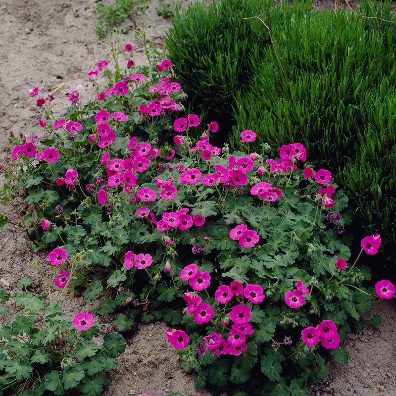 Geranium Ann Folkard