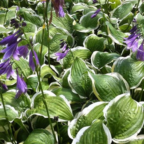 Hosta Koriyama Funkia