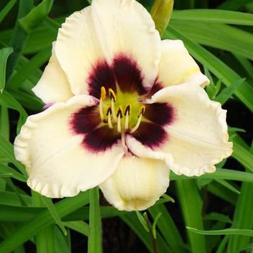 Hemerocallis Piano Man Lilien für einen Tag