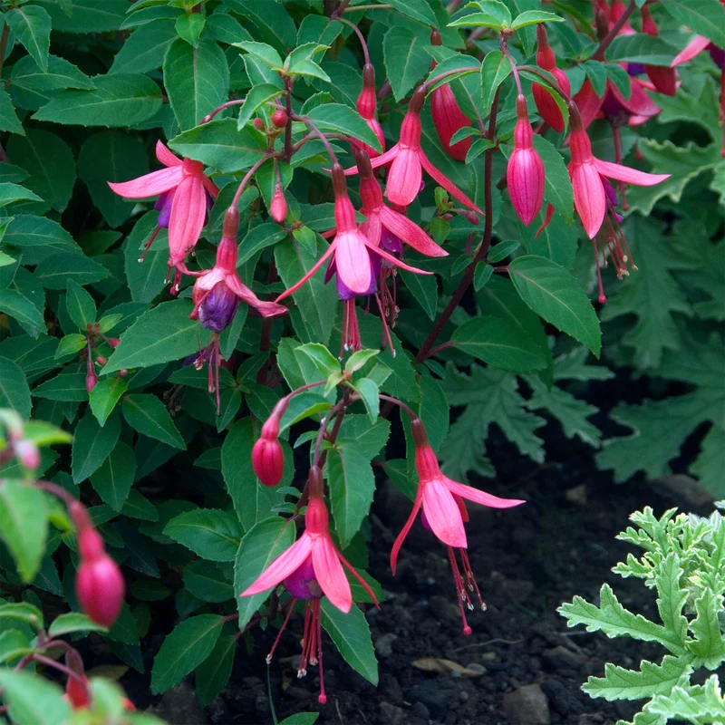 Fuchsie ‘Tom Thumb’