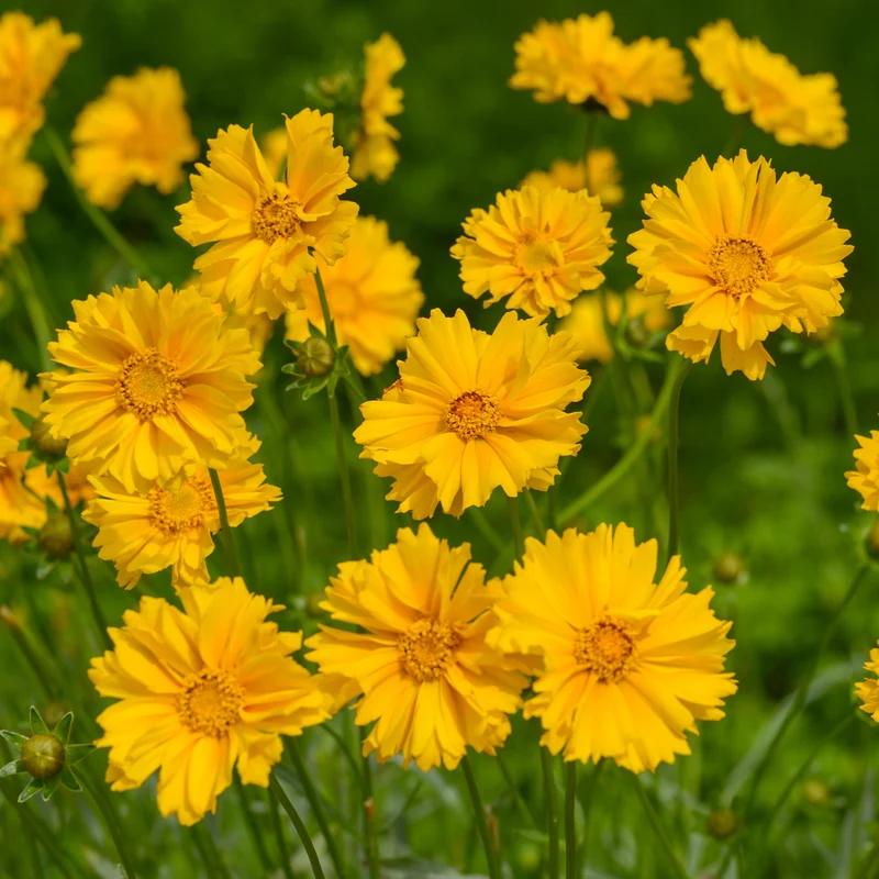 Großblumiges Mädchenauge Sunray ®