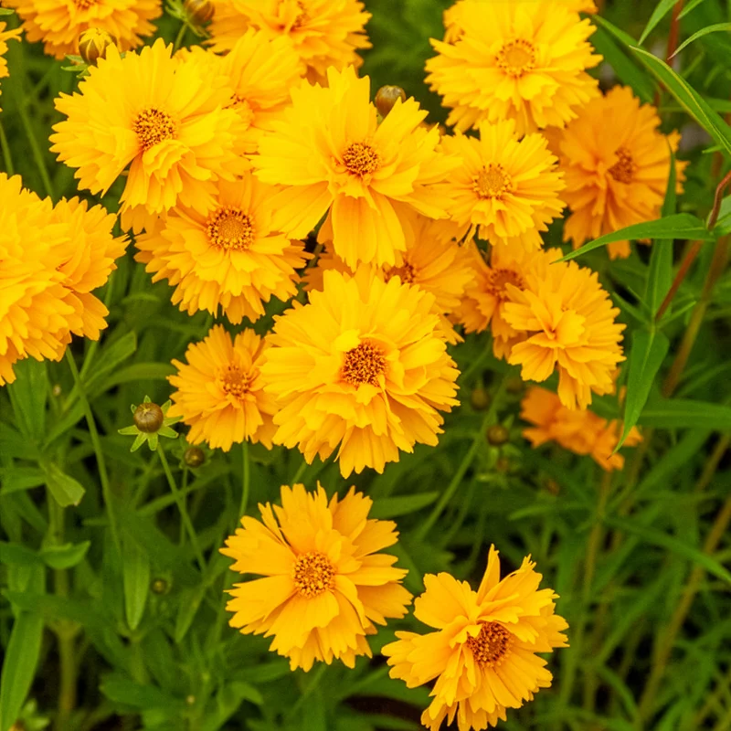 Großblumiges Mädchenauge Sunray ®