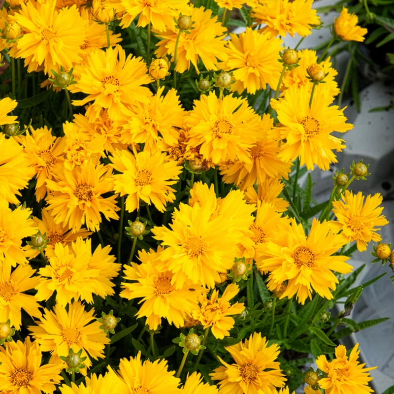 Großblumiges Mädchenauge Sunray ®