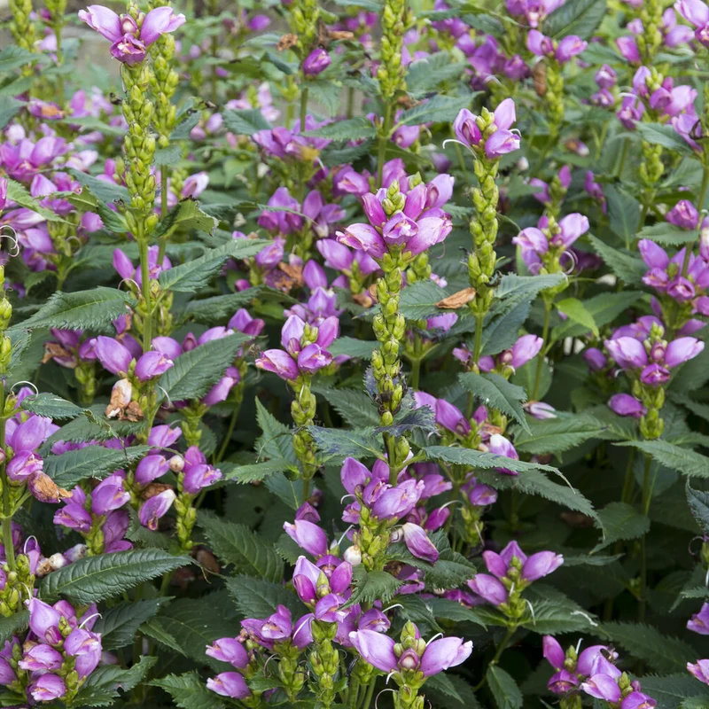 Schlangenkopf ‘Alba’