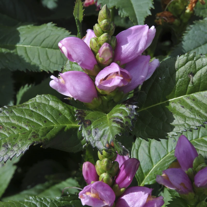 Schlangenkopf ‘Alba’
